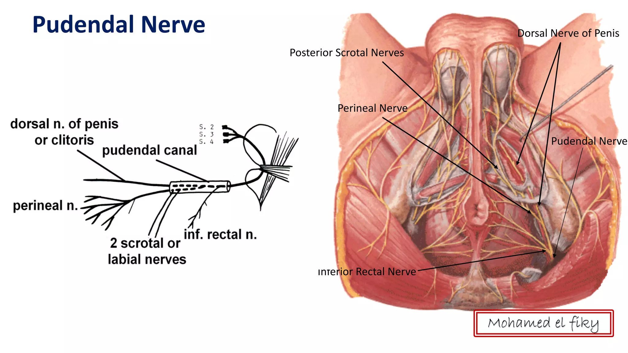Anatomy Of Perineum Anal Triangle PDF
