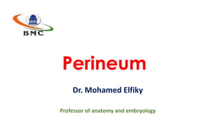 Perineum
Dr. Mohamed Elfiky
Professor of anatomy and embryology
 