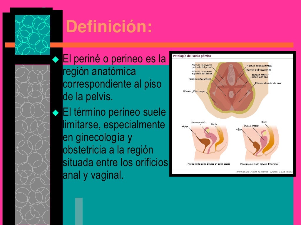 Periné pdf