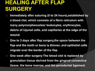 HEALING AFTER FLAP 
SURGERY 
Immediately after suturing (0 to 24 hours),established by 
a blood clot, which consists of a fibrin reticulum with 
many polymorphonuclear leukocytes, erythrocytes, 
debris of injured cells, and capillaries at the edge of the 
wound. 
One to 3 days after flap surgery,the space between the 
flap and the tooth or bone is thinner, and epithelial cells 
migrate over the border of the flap 
One week after surgery‐The blood clot is replaced by 
granulation tissue derived from the gingival connective 
tissue, the bone marrow, and the periodontal ligament. 
 