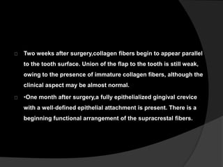 Two weeks after surgery,collagen fibers begin to appear parallel 
to the tooth surface. Union of the flap to the tooth is still weak, 
owing to the presence of immature collagen fibers, although the 
clinical aspect may be almost normal. 
•One month after surgery,a fully epithelialized gingival crevice 
with a well‐defined epithelial attachment is present. There is a 
beginning functional arrangement of the supracrestal fibers. 
