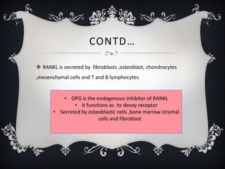 CONTD…

 RANKL is secreted by fibroblasts ,osteoblast, chondrocytes
,mesenchymal cells and T and B lymphocytes.


           • OPG is the endogenous inhibitor of RANKL
               • It functions as its decoy receptor
       • Secreted by osteoblastic cells ,bone marrow stromal
                         cells and fibroblast
 
