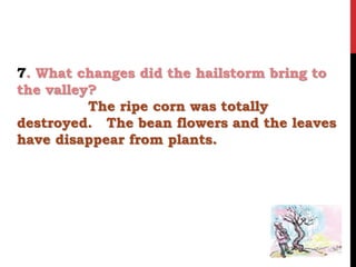 7. What changes did the hailstorm bring to
the valley?
The ripe corn was totally
destroyed. The bean flowers and the leaves
have disappear from plants.
 