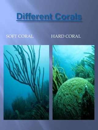 Soft Corals do not have hard, rigid permanent skeletons.