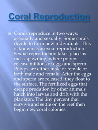 The hard coral group is made up of the hydrocorals and the stony corals.Different CoralsSoft CoralHard Coral