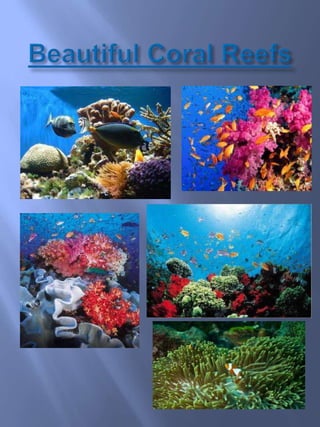 Groups of coralThere are two kinds of hydrocorals: fire and lace corals.