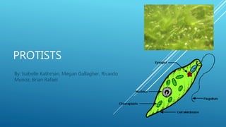 PROTISTS
By: Isabelle Kathman, Megan Gallagher, Ricardo
Munoz, Brian Rafael
 