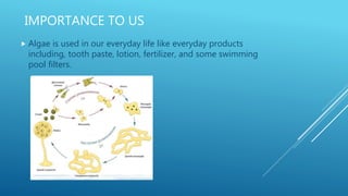 IMPORTANCE TO US
 Algae is used in our everyday life like everyday products
including, tooth paste, lotion, fertilizer, and some swimming
pool filters.
 