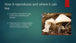 How it reproduces and where it can
live
 It reproduce asexually through
spores and sometimes even
sexually.
 Fungi can live in a forest, garden,
in low moisture, in water, in the
dark and many more places.
 