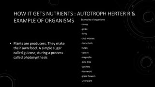 HOW IT GETS NUTRIENTS : AUTOTROPH HERTER R &
EXAMPLE OF ORGANISMS
• Plants are producers. They make
their own food. A simple sugar
called gulcose, during a process
called photosynthesis
Examples of organisms
- moss
-ginko
-ferns
-club mosses
-horse tails
-tulips
-cycaas
-magnolla
-pine tree
-conifers
-hornwort
-grass flowers
-Liverwort
 