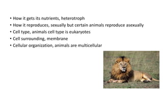 • How it gets its nutrients, heterotroph
• How it reproduces, sexually but certain animals reproduce asexually
• Cell type, animals cell type is eukaryotes
• Cell surrounding, membrane
• Cellular organization, animals are multicellular
 