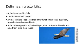 Defining chraracteristics
• Animals are multicellular
• The domain is eukaryote
• Animal cells are specialized for differ functions,such as digestion,
reproduction,vision and taste
• Animals have proetin ,called collagen, that surrounds the cells and
help them keep their shape
 
