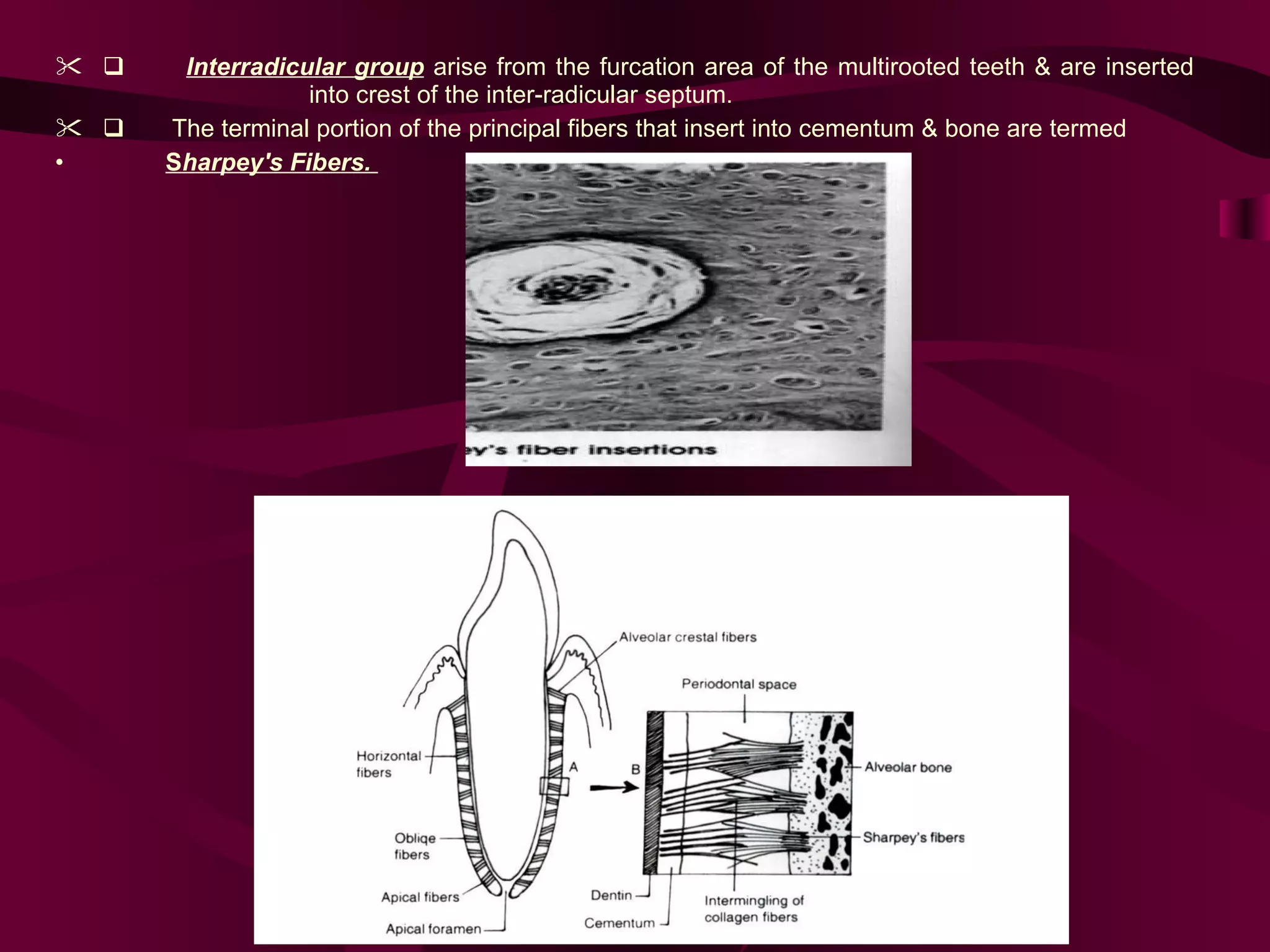 Periodantal ligament | PPT