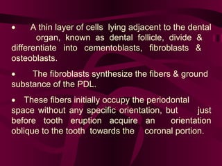          A thin layer of cells  lying adjacent to the dental  organ, known as dental follicle, divide &  differentiate into cementoblasts, fibroblasts &  osteoblasts.         The fibroblasts synthesize the fibers & ground  substance of the PDL.        These fibers initially occupy the periodontal  space without any specific orientation, but  just before tooth eruption acquire an  orientation oblique to the tooth  towards the  coronal portion.  