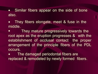        Similar fibers appear on the side of bone  also.         They fibers elongate, meet & fuse in the  middle.  They mature progressively towards the  root apex as the eruption progresses &  with the establishment of occlusal contact  the proper arrangement of the principle  fibers of the PDL occurs.    The damaged periodontal fibers are  replaced & remodeled by newly formed  fibers.  