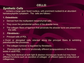 CELLS: Synthetic Cells   -  contains a large open faced nucleus, with prominent nucleoli & an abundant  hematoxylophilic cytoplasm . The  cells are follows:-  1.  Osteoblasts:         Derived from the multipotent mesenchymal cells.        They cover the periodontal surface of the alveolar bone.        The collagen fibers of ligament that penetrate the alveolar bone are present b/w  the cells.  2.  Fibroblasts:-       Principal cells of PDL     Ovoid or elongated cells oriented along the principal fibers & exhibiting pseudopodia like processes.        The collagen turnover is regulated by fibroblasts.     Phenotypically distinct & functionally different subpopulations of fibroblasts exists in adult PDL.  They look identical at both light & electron microscopic levels but may have different functions such as secretion of collagen  of different types or production of collagenase.  