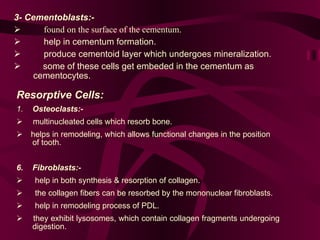 3- Cementoblasts:-   found on the surface of the cementum.     help in cementum formation.  produce cementoid layer which undergoes mineralization.  some of these cells get embeded in the cementum as  cementocytes.   Resorptive Cells:   1. Osteoclasts:-        multinucleated cells which resorb bone.        helps in remodeling, which allows functional changes in the position  of tooth.  Fibroblasts:-         help in both synthesis & resorption of collagen.          the collagen fibers can be resorbed by the mononuclear fibroblasts.          help in remodeling process of PDL.         they exhibit lysosomes, which contain collagen fragments undergoing digestion.  
