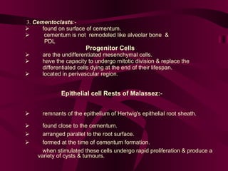   3.   Cementoclasts :-            found on surface of cementum.             cementum is not  remodeled like alveolar bone  &   PDL   Progenitor Cells            are the undifferentiated mesenchymal cells.             have the capacity to undergo mitotic division & replace the   differentiated cells dying at the end of their lifespan.              located in perivascular region.     Epithelial cell Rests of Malassez: -            remnants of the epithelium of Hertwig's epithelial root sheath.            found close to the cementum.             arranged parallel to the root surface.             formed at the time of cementum formation.  when stimulated these cells undergo rapid proliferation & produce a  variety of cysts & tumours.  