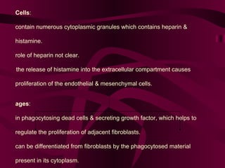 Mast Cells :            contain numerous cytoplasmic granules which contains heparin & histamine.          role of heparin not clear.        the release of histamine into the extracellular compartment causes proliferation of the endothelial & mesenchymal cells.  Macrophages :             help in phagocytosing dead cells & secreting growth factor, which helps to regulate the proliferation of adjacent fibroblasts.             they can be differentiated from fibroblasts by the phagocytosed material present in its cytoplasm.   EXTRA CELLULAR SUBSTANCE:-  Fibers   Ground Substance (a) Collagen   (a) Glycosaminoglycans  (b) Elastic fibers    (b) Glycoproteins   