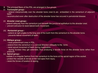       The principal fibers of the PDL are arranged in five groups.  (i) Transseptal group: -  - extend interproximally over the alveolar bone crest & are  embedded in the cementum of adjacent teeth.  - reconstructed even after destruction of the alveolar bone has occured in periodontal disease.    (ii) Alveolar crest group:-   - extend obliquely from the cementum just beneath the junctional epithelium to the alveolar crest.  -  prevent extrusion & resist lateral tooth movement.  (iii)  Horizontal group:-   - extend at right angles to the long axis of the tooth from the cementum to the alveolar bone.  - prevents lateral movement of teeth.  (iv) Oblique group:- - most predominant ones in PDL.  - extend from the cementum in a coronal direction obliquely to the  bone.  - resist apical movement of teeth during mastication.  -during function they get extended, thus producing a tensile force on the alveolar bone rather than pressure.  (v) Apical group:-   -radiate in a irregular fashion from the cementum to the bone at the apical region of the socket.  - protect the vessels & nerves at the root apex from injury.  - resist the forces of luxation & tipping.  