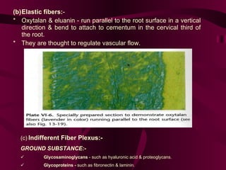 (b) Elastic fibers: - * Oxytalan & eluanin - run parallel to the root surface in a vertical direction & bend to attach to cementum in the cervical third of the root.  * They are thought to regulate vascular flow.  (c)   Indifferent Fiber Plexus:-  GROUND SUBSTANCE:-                      Glycosaminoglycans  - such as hyaluronic acid & proteoglycans.                      Glycoproteins -  such as fibronectin & laminin.  