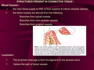 STRUCTURES PRESENT IN CONNECTIVE TISSUE -  Blood Vessels:-             the main blood supply to PDL is from superior & inferior alveolar arteries.           the blood vessels are derived from the following.  Branches from apical vessels.  Branches from intra-alveolar vessels.  Branches from gingival vessels.  Lymphatics : The lymphatic drainage is from the ligament to the alveolar bone.  follows the path of blood vessels.   