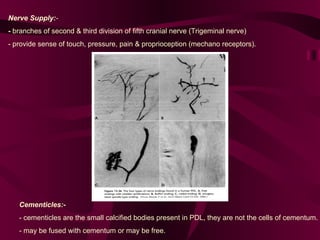 Nerve Supply: - -  branches of second & third division of fifth cranial nerve (Trigeminal nerve) - provide sense of touch, pressure, pain & proprioception (mechano receptors). Cementicles:-   - cementicles are the small calcified bodies present in PDL, they are not the cells of cementum.  - may be fused with cementum or may be free.  