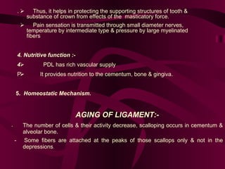 5.  Homeostatic Mechanism. AGING OF LIGAMENT:- - The number of cells & their activity decrease, scalloping occurs in cementum & alveolar bone.  - Some fibers are attached at the peaks of those scallops only & not in the depressions .         Thus, it helps in protecting the supporting structures of tooth &      substance of crown from effects of the  masticatory force.          Pain sensation is transmitted through small diameter nerves,      temperature by intermediate type & pressure by large myelinated      fibers 4. Nutritive function :-              PDL has rich vascular supply              It provides nutrition to the cementum, bone & gingiva. 
