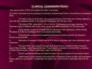 CLINICAL CONSIDERATIONS:- The main function of PDL is to support the tooth in its socket.  It is thick in the teeth that are exposed to excessive occlusal stress & thin in functionless & embedded teeth.  - If a tooth is long out of function, the supporting tissues of this tooth are not fully adapted to carry the load suddenly placed on the tooth by a restoration like full cast crown.  1. The width of PDL varies from 0.15 to 0.38 mm. It decreases as the age advances. The thickness varies in different teeth in the same person & in different locations on the same tooth.  2. Aging results in more no. of elastic fibers & decrease in the vascularity, mitotic activity, fibroplasia & in the no. of collagen fibers & mucopolysaccharides.  3. If the gingivitis is not cured & supporting structures becomes involved, the disease is termed as periodontitis.  4. Resorption & formation of both bone & PDL play an important role in the orthodontic teeth movement.  5. Trauma to PDL may produce changes such as fracture or resorption of the cementum, tears of fiber bundles, hemorrhage & necrosis. These result in resorption of bone & PDL is widened, so teeth become loose. If trauma eliminated, repair will take place.  6. Chronic periodontal disease can lead to infusion of micro-organism into the blood stream.  7. Inflammation of pulp reaches to the apical PDL & replaces its fiber bundles with granulation tissue, called as a granuloma. It progresses into apical cyst - most common pathologic lesion of the jaws.  