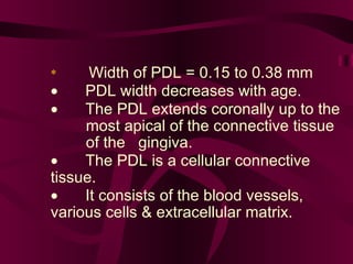 *  Width of PDL = 0.15 to 0.38 mm          PDL width decreases with age.           The PDL extends coronally up to the  most apical of the connective tissue  of the  gingiva.           The PDL is a cellular connective  tissue.     It consists of the blood vessels,  various cells & extracellular matrix.   