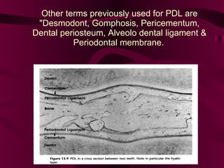 Other terms previously used for PDL are "Desmodont, Gomphosis, Pericementum, Dental periosteum, Alveolo dental ligament & Periodontal membrane.   