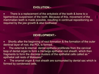 EVOLUTION:-            There is a replacement of the ankylosis of the tooth & bone to a ligamentous suspension of the tooth. Because of this, movement of the mammalian teeth is made possible, resulting in continual repositioning as required by the jaw growth & also toothwear .  DEVELOPMENT:-        Shortly after the beginning of root formation & the formation of the outer dentinal layer of root, the PDL is formed.          The external & internal  dental epithelia proliferate from the cervical loop of dental organ to form a Hertwigs epithelial root sheath, which then fragments to form the discrete clusters of the epithelial cells called as " epithelial cell rests of Malassez"           The enamel organ & root sheath are surrounded by dental sac which is formed by condensed cells. 
