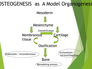 Periode Kritis Perkembangan Embryo .pptx