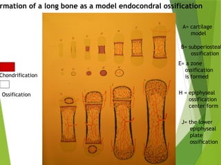 Periode Kritis Perkembangan Embryo .pptx