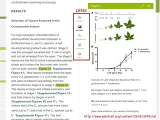 http://www.plantcell.org/content/26/8/3243.full
LENS
 