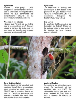 Agriculture
Our micro-farm is thriving and
expanding on a daily basis! That’s
good news for you, because what
we sow is completely FREE for your
consumption throughout the
duration of your stay with us!
Bird Lovers
Did you know that Panama is a top
destination for Birding? Check out
the pictures below to see some of
the species we have hanging
around the hostel.
Medicinal Tea Bar
Our medicinal tea garden is growing
strong! As mentioned, all our
medicinal teas are FREE for
consumption during your stay, and
we’re confident we finally have a
plant to address the majority of
ailments.
Agricultura
Nuestra micro-granja está
prosperando y expandiéndose a diario!
Eso es una buena noticia para usted,
porque lo que sembramos es
completamente GRATIS en su
consumo durante toda su estancia.
Amantes de los pájaros
¿Sabías que Panamá es un destino
para la observación de aves? Echa un
vistazo a las fotos de abajo para ver
algunas de las especies que tenemos
paseando alrededor del hotel.
Barra de té medicinal
¡Nuestro jardín de té medicinal está
creciendo fuerte! Como se mencionó,
todos nuestros tés medicinales son
GRATIS para el consumo durante su
estancia, y estamos seguros de que
tenemos una planta para hacer frente
a la mayoría de las enfermedades.
 