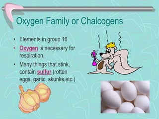 Oxygen Family or Chalcogens
• Elements in group 16
• Oxygen is necessary for
respiration.
• Many things that stink,
contain sulfur (rotten
eggs, garlic, skunks,etc.)
 