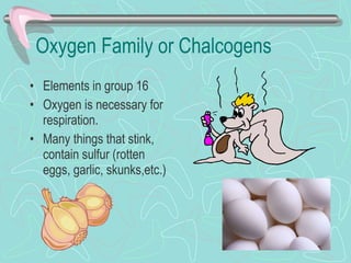 Oxygen Family or Chalcogens Elements in group 16 Oxygen is necessary for respiration. Many things that stink, contain sulfur (rotten eggs, garlic, skunks,etc.)  