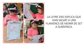 LA LEYRE ENS EXPLICA QUE
HAN SALVAT A UNS
FLAMENCS DE MORIR DE SET
A SURÀFRICA.
 