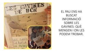 EL PAU ENS HA
BUSCAT
INFORMACIÓ
SOBRE LES
GAVINES: QUÈ
MENGEN I ON LES
PODEM TROBAR.
 