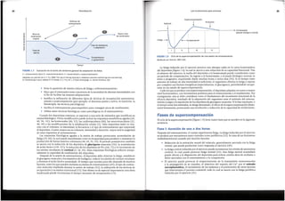 Fase I: duraclon de una a dos horas
Despues del entrenamiento, el cuerpo experimenta fatiga. La fatiga inducida par el ejercicio
seproduce par mecanismos tanto centrales coma perifericos (32). Setrata de un fen6meno
multidimensional causado par muchos factores:
• Reducci6n de la activaci6n neural del rmisculo, generalmente asociada con la fatiga
central, que puede producirse coma respuesta al ejercicio (49).
• La fatiga central inducida par el ejercicio puede incrementar las niveles de serotonina
cerebral, lo cual puede provocar fatiga mental (32). Esta fatiga mental acumulada
puede afectar a la disposici6n del deportista para tolerar niveles altos de molestia o
dolor asociados con el entrenamiento y la competici6n.
• El ejercicio puede provocar el empeoramiento de la transmisi6n neuromuscular
y la propagaci6n de su impulso, el deterioro del manejo del Ca2+ par el reticulo
sarcoplasmattco, el vaciamiento de las sustratos y el predominio de otros factores
que interrumpen el proceso contractil, todo lo cual se asocia con la fatiga periferica
inducida par el ejercicio (31).
Fases de supercompensaclon
El ciclo de la supercompensaci6n (figura 1.9) tiene cuatro fasesque se suceden en la siguiente
secuencia.
La fatiga inducida par el ejercicio provoca una abrupta cafda en la curva homeostatica
del deportista (figura 1.8), la cual se asocia a una reducci6n de su capacidad funcional. Tras
el esfuerzo del ejercicio, la vuelta del deportista a la homeostasis puede considerarse coma
un perfodo de compensaci6n. Su regreso a la homeostasis, o al estado biol6gico normal, es
lento y progresivo, requiriendo desde muchas horas a varios dfas (93). Si el tiempo entre
sesiones de trabajo de alta intensidad es suficiente, el organismo elimina la fatiga y repone
par completo sus fuentes energeticas (especialmente, el gluc6geno), permitiendole recupe-
rarse en un estado de supercompensaci6n.
Cada vezque seproduce una supercompensaci6n, el deportista adquiere un nuevo y mayor
nivel homeostatico, con incrementos positivos para el entrenamiento y el rendimiento. Par
consiguiente, esta se debe considerar coma el fundamento del incremento funcional de la
eficacia deportiva, resultado de la adaptaci6n del arganismo ante el estfrnulo del entrena-
miento (carga)y la reposici6n de las dep6sitos de gluc6geno muscular. Si la fase resultante, o
el tiempo entre dos estfrnulos.sealarga demasiado, el efecto de la supercompensaci6n dismi-
nuira lentamente, provocando una involuci6n o reducci6n de la capacidad de rendimiento.
FIGURA 1.8 Cicio de la supercompensaci6n de una sesi6n de entrenamiento.
Modificado por Yakorlev, 1967 (116).
IV
Ill
II
I
. I
Fat1ga-,
- - - - - - - , - - - - • __,._ Homeostasis
(estado biol6gico normal)
Supercomrensaci6n
Estfmulo
i
25
Losfundamentos para entrenar
• Evita la aparici6n de niveles criticos de fatiga y sobreentrenamiento.
• Hace que el entrenadortome conciencia de la necesidad de alternar intensidades con
el fin de facilitar las mejores adaptaciones.
• Justifica la utilizaci6n de diferentes tipos de tecnicas de recuperaci6n postentrena-
miento y postcompetici6n (par ejemplo, el descanso pasivo y activo, la nutrici6n, la
fisioterapia, las tecnicas psicol6gicas). ·
• Facilita el entrenamiento precompetitivo para conseguir picas de rendimiento.
• Utiliza tanto tecnicas fisiol6gicas coma psicol6gicas en el entrenamiento.
Cuando las deportistas entrenan, se exponen a una serie de estfrnulos que modifican su
estatus fisiol6gico. Dicha modificaci6n puede incluir las respuestas metab6licas agudas (28,
40, 96, 111), las hormonales (46, 52), las cardiovasculares (88), las neuromusculares (32,
48, 49) y las modificaciones de la sefializaci6n celular (5). Tales respuestas estan en rela-
ci6n con el volumen, la intensidad, la frecuencia y el tipo de entrenamientoque ernprende
el deportista. Cuanto mayor sea su volumen, intensidad y duraci6n, mayor sera la magnitud
de estas respuestas al entrenamiento.
Las respuestas fisiol6gicas agudas a la sesi6n de trabajo provocaran acumulaci6n de
fatiga (33, 84), la cual puede manifestarse coma la incapacidad para producir o mantenerla
producci6n de fuerza maxima voluntaria (48, 49, 92, 93). El penodo postejercicio tambien
se asocia con la reducci6n de las dep6sitos de glucogeno muscular (56), la acumulaci6n
de acido lactico (110, 115),la reducci6n de las dep6sitos de PCr (64, 72) y el incremento de
las niveles circulantes de cortisol (3, 54, 94). Estas respuestas fisiol6gicas reducen tempo-
ralmente la capacidad de rendimiento del deportista.
Despues de la sesi6n de entrenamiento, el deportista debe eliminar la fatiga, restablecer
el gluc6geno muscularylas dep6sitos de fosfageno, reducir las niveles de cortisol circulante
y eliminar el acido lactico acumulado. El tiempo que necesita para ello depende de muchos
factores, entre las que pueden incluirse su estatus de entrenamiento(49), el tipo de contrac-
ci6n muscular empleada durante la sesi6n de trabajo (92), la utilizaci6n de las tecnicas de
recuperaci6n y su estatus nutricional (12). Esteultimo es de especial importancia: una dieta
inadecuada puede incrementar el tiempo necesario de recuperaci6n (13).
FIGURA 1.7 llustraci6n de la teorfa del sfndrome general de adaptaci6n de Selye.
A= entrenamiento tfpico; B = sobreentrenamiento; C = extralimitaci6n o supercompensaci6n.
Adaptado con permiso de A. C. Fry, 1998, The role of training intensity in resistance exercise overtraining and overreaching.
En Overtrainingin sport, editado R. B. Kreider, A. C. Fry y M. L. O'Toole (Champaign, IL: Human Kinetics), 114.
Estfmulo de
entrenamiento
.8 Nivel de
• Nuevo nivel
c
•
(I)
rendimiento de rendimiento
.E
original
'6
c
!!:?
(I)
"O Fase de resistencia
<ii o adaptaci6n
>
z Fase de
alarma
• Extralimitaci6n
o agotamiento
Tiempo
Periodizaci6n
24
 