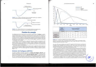 El sistema energetico anaer6bico principal es el sistema del fosfageno {ATP­PC).Este
sistema consta de tres reacciones basicas en el procesamiento del ATP. La primera se pro-
duce por el desdoblamiento del ATP en adenosin difosfato {ADP) y Pi, produciendo una
liberaci6n de energfa. Dado que los dep6sitos de ATP del rmisculo esqueletico son limita-
dos, son necesarias nuevas reacciones para mantener la disponibilidad de ATP. La segunda
reacci6n para resintetizar ATP parte del ADP y la fosfocreatina (creatin fosfato o PCr). En
Sistema del fosfageno (ATP-PC}
este caso, el PCr cede un fosfato para formar Pi y creatina (C). El Pi formado en este proceso
se afiade al ADP, formandose una molecula de ATP. Puede haber una reacci6n final con
el desdoblamiento del ADP en adenosin monofosfato y Pi, tras lo cual este Pi puede afiadirse
de nuevo a un ADP dando como resultado la formaci6n de ATP.
Dado que el rmisculo esqueletico solo puede almacenar una pequefia cantidad de ATP, el
vaciado energetico se produce con trabajos de alta intensidad en solamente 10 segundos;
el PCr puede disminuir al 50 o 70 % de sus valores iniciales en tan solo 5 segu?-d~s
de ejercicio de alta intensidad e, incluso, consumirse par completo en respuesta a un ejero-
cio extenuante (64, 73, 74). Curiosamente, la mayor contribuci6n en la producci6n de ATP
por parte de la PCr se produce en los primeros 2 segundos de iniciarse el ejercicio. A los
10 segundos, la capacidad de esta para sintetizar ATP disminuye un 50 %, ya los 30 segu_ndos
la PCr contribuye muy poco al aporte de ATP. Aproximadamente a los 10 segundos cormenza
a incrementarse la contribuci6n del sistema glucolitico a la producci6n de ATP (87).
El sistema del fosfageno parece ser la fuente energetica principal para las actividade
extremas de alta intensidad, como los esprints cortos (por ejemplo, las carreras de 100 o d
FIGURA1.15 Provision de energfa de los tres sistemas energeticos,
Adaptadode K. A. van Someren,2006, «The physiologyof anaerobicendurancetraining», en The physiology of training,
editado porG. Whyte(Oxford,UK: Elsevier),88, E. Newsholme,A. Leech,G. Duester,1994, Keep on running: The science
of training and performance (WestSussex,UK: Wiley).
La energfa proporciona al deportista la capacidad de realizar trabajo. El trabajoes la aplica- ·
ci6n de la fuerza; esto es, el rmisculo se contrae para aplicar fuerza contra una resistencia. La
energfa es un prerrequisito para realizar trabajo fisico en el entrenamiento y la competici6n.
Al final, producimos energfa en la celula muscular mediante la conversion de los principios
inmediatos en un compuesto de alta energfa, denominado adenosin trifosfato (ATP), que
se almacena en la fibra muscular. El ATP, como su nombre sugiere, consta de una molecula
de adenosina y tres de fosfato.
La energfa que se requiere para la contracci6n muscular se libera convirtiendo el ATP
de alta energfa en ADP+ Pi (adenosin difosfato + fosfato inorganico). Cuando un enlace
fosfato se rompe, produciendo ADP y Pi, se libera energfa. La cantidad de ATP almacenado
en el rmisculo es limitada, de tal forma que el organismo debe reponer continuamente sus
dep6sitos para ejercer actividad fisica.
En funci6n del tipo de actividad fisica de que se trate, el organismo puede reponer los
dep6sitos de ATP mediante alguno de estos tres sistemas energeticos: el sistema del fosfa-
geno anaer6bico (ATP-PC), el sistema glucolitico anaer6bico y el sistema oxidativo aer6bico
(figura 1.15).
Fuentes de energia
FIGURA1.14 La disminuci6n del nivel de homeostasis significa que el siguiente ciclo
de supercompensaci6n comenzara en un punto mas bajo que el nivel previo.
Predominio
enerqetico Predominio enerqetico del
del aporte de aporte de ATP aer6bico
ATPanaer6bico
Tiempo(s) Tiempo (min)
10 30 60 2 4 10 30 60
Aporte de
3 30 50 60 80 85 95 98
ATP aer6bico (%)
Aportede
97 73 50 40 20 15 5 2
ATPanaer6bico (%)
15 s
10 s
2s
0
10
20
Nivel previo de homeostasis
-- ,- - - - - - - - - - - - - - - - - - - - - - -i - - - -
]-- Deterioro del rendimiento
t---1-Nuevo nivel de homeostasis
Comienzo del nuevo
ciclo de supercompensaci6n
30-
40
FIGURA1.13 Un nuevo y mas elevado nivel de homeostasis significa que el siguiente
ciclo de supercompensaci6n cornenzara desde ese punto.
50
70
80
60
-------------
- J-Mejora _
t
Nivel previo de
homeostasis
90
Nuevo nivel de homeostasis
ATP
GP
Anaer6bico
Aer6bico
Producci6n de potencia
..........
······..··.....··..··...
,·-·-·-· ··.
" '· ··.
.,, '·, ··-,
I ·,. ·••
'· ·.
'··..
' ·.
·,· .
·:. ::::~.. '
.. .
.... '
.. .
...·· '
.. .
..· '
.. .
.~· '
.. .
... '
.. .
.... ,....
. .....
O_j~.!.!.:~~:::=m..;::::::;;:::::;;;:;;;;~I !!l!!!!!!!l!!!!!l!!!!!!'!"!!!! .... 111'1'.. !!!!!!!B~'•;-~·=-~·:-~·~
.....-.'!""""""'""""'"~
30 s 60 s 2 min 6 min 15 min 60 min 120 min
Tiempo
100
Comienzo del nuevo
ciclo de supercompensaci6n
i
Losfundamentos para entrenar
Periodizaci6n 31
30
 