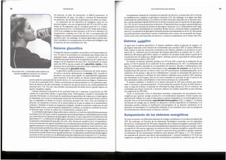 Solapamiento de los sistemasenergeticos
Entodo momenta, los diferentes sistemas de energfa contribuyen a la producci6n global de
ATP. Sin embargo, en funci6n de las demandas fisiol6gicas asociadas con los episodios
de ejercicio, la producci6n de ATP pasa a depender de un sistema energetico principal ( 107).
Por ejemplo, los eventos de muy alta intensidad que seproducen en muy poco tiempo, coma
un esprint de 100metros, suponenun estfmulo sabre el sistema energetico anaer6bico para
afrontar las exigenciasde ATP (99). Cuando la duraci6n de la actividad se amplfa, aumenta
la utilizaci6n de los mecanismos oxidativos para aportar ATP (figura 1.17). Por ejemplo,
los episodios de ejercicio que duren aproximadamente 1 minuto satisfaran el 70 % de sus
exigencias energeticas por la vfa de los mecanismos anaer6bicos, mientras que los que
Al igual que el sistema glucolftico, el sistema oxidativo utiliza la glucosa en sangre y el
gluc6geno muscular coma fuentes de combustible para producir ATP. La mayor diferencia
entre ambos es que las reacciones enzimaticas del sistema oxidativo se producen en pre-
sencia de 02, mientras que los procesos del sistema glucolftico se realizan sin 02 (10). A
diferencia del sistema glucolitico rapido, el oxidativo no produce acido lactico a partir de la
metabolizaci6n de la glucosa y del gluc6geno. Ademas, posee la capacidad de utilizar grasas
y protein as para producir ATP (107).
En reposo, el sistema oxidativo produce un 70 % de ATP a partir de la oxidaci6n de las
grasas y el 30 % restante de la oxidaci6n de los carbohidratos (10, 107). La utilizaci6n del
tipo de combustible depende de la intensidad del ejercicio. Brooks y colaboradores (10)
perfilaron lo que se ha venido a denominar coma concepto de crossover, en el que la in-
tensidad baja del ejercicio se lleva a cabo con ATP proveniente, fundamentalmente, de la
oxidaci6n de las grasas y alga de los carbohidratos. Cuando la intensidad del ejercicio se
incrementa, aumenta la cantidad de estos ultimas utilizados para producir ATP, mientras
que disminuye la de la grasa. Esto da un nuevo respaldo al concepto de que el ejercicio de
alta intensidad utiliza carbohidratos coma fuente principal de combustible.
El sistema oxidativo o aer6bico es la fuente principal de ATP para eventos que duren
entre 2 minutos y, aproximadamente, 3 horas (todas las pruebas en pista de 800 metros o
mas, el esquf de travesfa, el patinaje de velocidad de larga distancia). Por el contrario, las
actividades que duran menos de 2 minutos utilizan los medias anaer6bicos para afrontar
SUS exigencias de ATP (88).
Tanto el entrenador coma el deportista necesitan comprender los mecanismos bioe-
nergeticos que aportan energfa al ejercicio y al rendimiento deportivo. Puede crearse una
estructura de trabajo en la que el deportista se entrene basandose en la bioenergetica de su
deporte. Esto se ha denominado espedfiddad bioenergetica(107). Lafigura 1.16 ilustra
las fuentes de energfa que se utilizan en deportes y eventos especfficos. El entrenadory el
deportista pueden utilizar la clasificaci6n bioenergetica de su deporte, basandose en la
duraci6n, la intensidad y el combustible utilizado en tal actividad, para crear un programa
de entrenamientoefectivo para su deporte concreto.
Sistema oxidativo
Ceneralmente,despues de completar un episodio de ejercicio,se tarda entre 20 y 24 horas
en restablecer por completo el gluc6geno muscular (29). Sin embargo, si se sigue una dieta
inadecuada de carbohidratos o se produce un dafio muscular inducido por el ejercicio exce-
sivo,puede ampliarse significativamente eltiempo necesario para la reposici6n de gluc6geno
(24, 26). En las 2 horas posteriores al ejercicio,el deportista tiene una gran oportunidadpara
incrementar el porcentaje de sfntesis de gluc6geno muscular. Ivy y colaboradores (68) sugi-
rieron que si los carbohidratos se consumen dentro de las 2 horas de haber completado el
ejercicio, los dep6sitos de gluc6geno muscular pueden incrementarse en un 45 %. Estopuede
ser particularmente importante cuando el deportista solo cuenta con un perfodo de recupe-
raci6n corto entre dos episodios de ejercicio, o eventos competitivos, en el mismo dfa (56).
33
Losfundamentos para entrenar
Para rendir bien, un deportista debe reponer sus
fuentes energeticas mediante una nutrici6n
e hidrataci6n adecuadas.
El segundo sistema energetico anaer6bico es el sisterna glucolf-
tico, el cual es el prevalente en actividades que duren entre 20
segundos hasta, aproximadamente, 2 minutos (87). Su com-
bustible principal deriva de la metabolizaci6n de la glucosa en
sangre y de los dep6sitos de esta (107). Inicialmente, la mayor
parte del ATP se aporta a partir de la glucolisis raplda, y si la
duraci6n de la actividad se aproxima a los 2 minutos, el aporte
de ATP deriva de la glucolisis lenta.
La gluc6lisis rapida provoca la formaci6n de acido lactico,
el cual se convierte rapidamente en lactato (20). Cuando se
produce a un ritmo muy rapido, la capacidad del organismo
para convertir el acido lactico en lactato puede deteriorarse,
provocando la acumulaci6n de acido Iactico, lo cual puede provocar fatiga y, finalmente,
el cese de la actividad (107). Dicha acumulaci6n es mas prevalente en los episodiosrepe-:
tidos de ejercicio de alta intensidad, en especial, los que se ejercen con cortos perfodos de
descanso (63, 76). Por eso, una elevada concentraci6n de acido lactico puede indicar un
aporte energetico rapido,
Cuando aumenta la duraci6n de la actividad hasta los 2 minutos, la aportaci6n de ATP
cambia de la gluc6lisis rapida a la gluc6lisis lenta, Teoricamente, cuando la intensidad del
episodio disminuye, el porcentaje de catabolizaci6n glucolftica de la glucosa y el gluc6geno
se ralentizan, por lo que la consecuente reducci6n de la producci6n de acido lactico permite
que el organismo lo derive en lactato, formando piruvato (20, 107). Una vez formado el
piruvato, se transporta al interior de la mitocondria en la que se utiliza en el metabolisrno
oxidativo. Tambien el lactato se transporta al hfgado, donde se convierte en glucosa, la cual
llega al tejido activo,coma el rmisculo esqueletico y cardfaco, en dondese convierte de nuevo
en piruvato que, al final, se utiliza en el metabolismo oxidativo (87).
Lacantidad de gluc6geno disponible esta en relaci6n con la de los carbohidratos presentes
en la dieta (26). Portanto, esfadl comprender que lasdietasbajas en carbohidratos provocaran
una reducci6n de los depositos de gluc6geno muscular, lo que empeorara el rendimiento del
deportista (57). Lautilizaci6n del gluc6geno durante el ejercicioy la competici6n depende de
la duraci6n e intensidad del episodio (56, 103, 104). El ejercicioaer6bico (51)y el anaer6bico,
coma los intervalos de esprint repetidos (3) y el entrenamiento de fuerza (56), pueden afectar
significativamente a los depositos de gluc6geno musculares y hepaticos, Trasel ejercicio,uno
de los principales problemas, tanto para los deportistas coma para los entrenadores, esla fran-
ja de tiempo que exigela resmtesis de gluc6geno. Si el deportista no repone sus depositos, el
rendimiento puede deteriorarse significativamente.Losdepositos insuficientes de gluc6geno
muscular sehan asociado con la debilidad muscular inducida por el ejercicio (117), la dismi-
nuci6n de la producci6n de fuerza isocinetica (70) y la disminuci6n de fuerza isornetrica (62).
Sistema glucolitico
40 metros), el salto de trampolfn, el futbol americano, el
levantamiento de peso, los saltos y eventos de lanzamiento
en atletismo, las acrobacias en gimnasia y los saltos en esquf.
La reposici6n de los depositos de fosfageno suele ser un
proceso rapido, con una recuperaci6n del 70 % de ATP en alre-
dedor de 30 segundos, que se completa entre los 3 y 5 rninu-
tos del ejercicio (65). Laresfntesis de la PCr tarda mas tiempo,
el 84 % se consigue en dos minutos, el 89 % en 4 minutosy la
recuperaci6n completa en 8 (58, 65, 66). La recuperaci6n del
fosfageno se produce fundamentalmentepor la vfa metab6lica
aer6bica (60). Sin embargo, el sistema glucolftico puede tam-
bien contribuir a la recuperaci6n de la reserva de fosfageno tras
el ejercicio de alta intensidad (34, 60).
Periodizaci6n
32
 