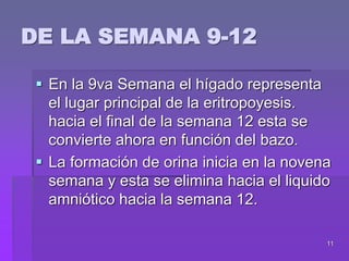 11
 En la 9va Semana el hígado representa
el lugar principal de la eritropoyesis.
hacia el final de la semana 12 esta se
convierte ahora en función del bazo.
 La formación de orina inicia en la novena
semana y esta se elimina hacia el liquido
amniótico hacia la semana 12.
DE LA SEMANA 9-12
 