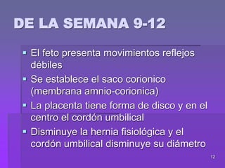 12
 El feto presenta movimientos reflejos
débiles
 Se establece el saco corionico
(membrana amnio-corionica)
 La placenta tiene forma de disco y en el
centro el cordón umbilical
 Disminuye la hernia fisiológica y el
cordón umbilical disminuye su diámetro
DE LA SEMANA 9-12
 