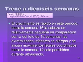 13
Trece a dieciséis semanas
 El crecimiento es rápido en este período,
hacia la semana 16 la cabeza es
relativamente pequeña en comparación
con la del feto de 12 semanas, las
extremidades inferiores se alargan y se
inician movimientos fetales coordinados
hacia le semana 14 solo percibidos
durante ultrasonido.
Peso: 66-200 g
Longitud Cefalo-Caudal (PCC) : 9-14 cm
 