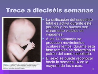 14
 La osificación del esqueleto
fetal es activa durante este
período y los huesos son
claramente visibles en
imágenes.
 A las 14 semanas se
producen movimientos
oculares lentos, durante esta
fase también se determina el
patrón del cuero cabelludo.
 El sexo se puede reconocer
hacia la semana 14 en la
mayoría de los casos.
Trece a dieciséis semanas
 