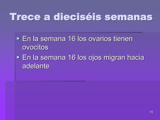 15
Trece a dieciséis semanas
 En la semana 16 los ovarios tienen
ovocitos
 En la semana 16 los ojos migran hacia
adelante
 