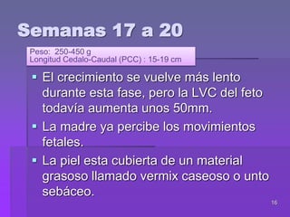16
Semanas 17 a 20
 El crecimiento se vuelve más lento
durante esta fase, pero la LVC del feto
todavía aumenta unos 50mm.
 La madre ya percibe los movimientos
fetales.
 La piel esta cubierta de un material
grasoso llamado vermix caseoso o unto
sebáceo.
Peso: 250-450 g
Longitud Cedalo-Caudal (PCC) : 15-19 cm
 