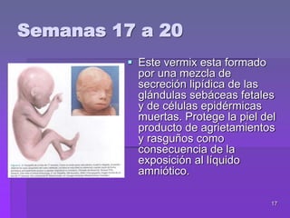 17
Semanas 17 a 20
 Este vermix esta formado
por una mezcla de
secreción lipídica de las
glándulas sebáceas fetales
y de células epidérmicas
muertas. Protege la piel del
producto de agrietamientos
y rasguños como
consecuencia de la
exposición al líquido
amniótico.
 